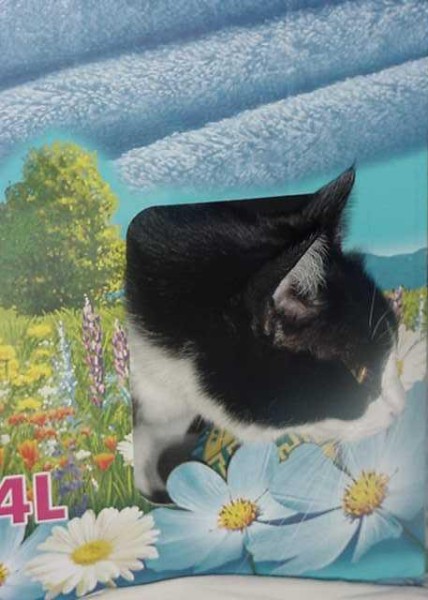 Clicca per vedere l\'immagine originale