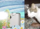 micia06 * 640 x 480 * (36KB)