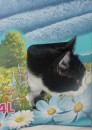 micia10 * 457 x 640 * (40KB)