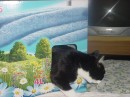 micia11 * 640 x 480 * (36KB)