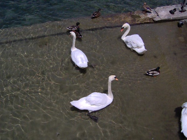 Clicca per vedere l\'immagine originale